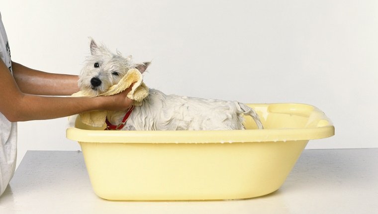 A dog being dried with a towel