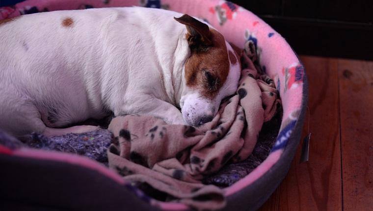 High Angle View Of Dog Sleeping On Pet Bed