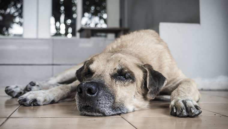 Lonely old dog lying in front of the door house waiting for owner.