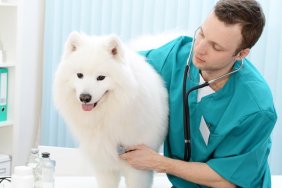 Samoyed dog on the examination by a veterinarian