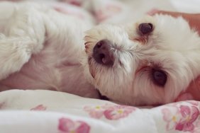 Close-Up Of Dog Lying Down