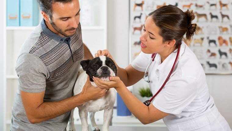 Veterinary clinic with a French bulldog going consultation with the owner