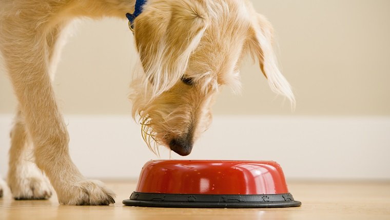 Dog Inspecting a Food Bowl