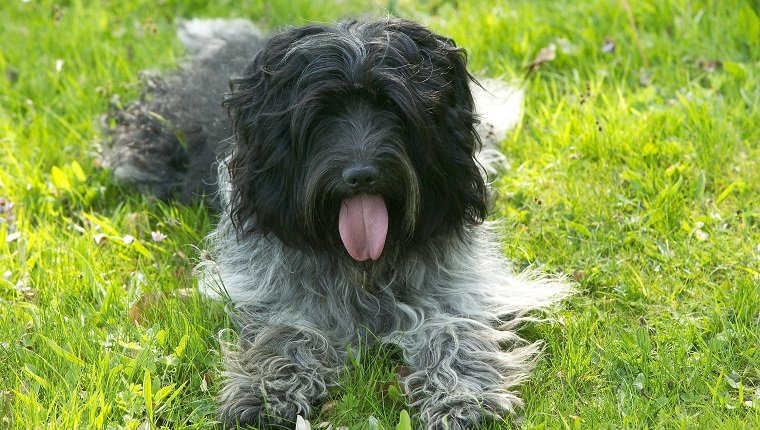 Schapendoe or Dutch sheepdog, Canis familiaris, resting in grass, tongue lolling. (Photo by: Auscape/UIG via Getty Images)