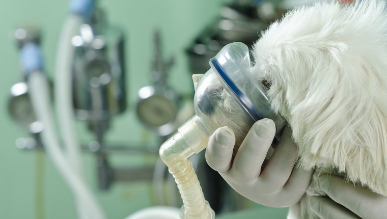 doctor helping a dog with lung problems