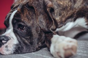 Brindle colour Boxer puppy laying on the living room floor, snout on the floor and looking away from the camera.