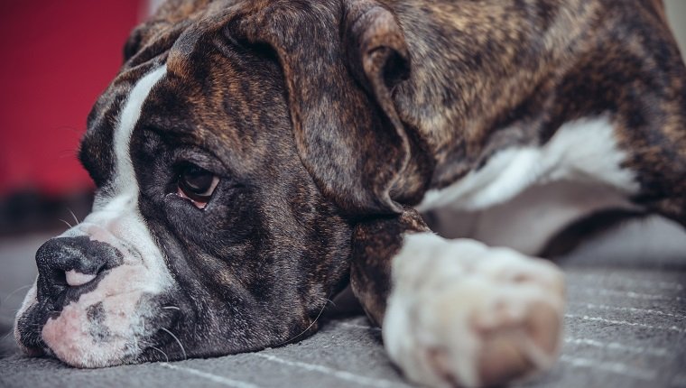 Brindle colour Boxer puppy laying on the living room floor, snout on the floor and looking away from the camera.