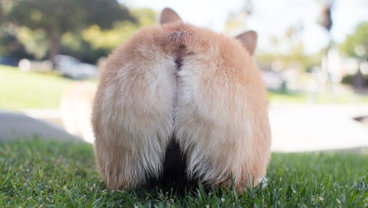 Portrait of a Pembroke welsh corgi's butt while its standing in the grass