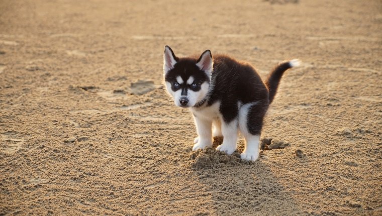 Husky Puppy Defecating