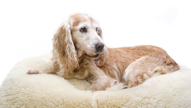 very old cocker spaniel nearing the end of its days