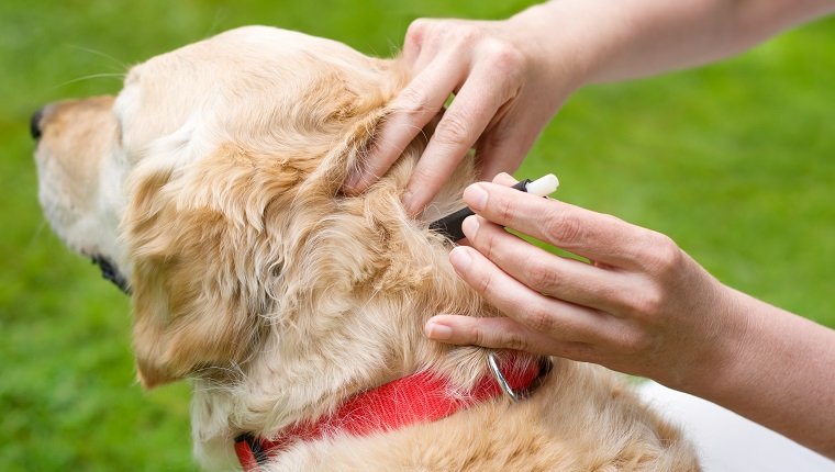 person removing a dog tick