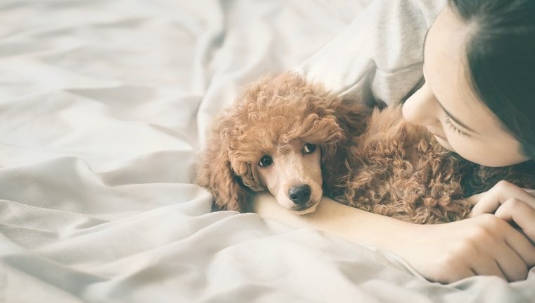 Young woman is lying and sleeping with poodle dog in bed.