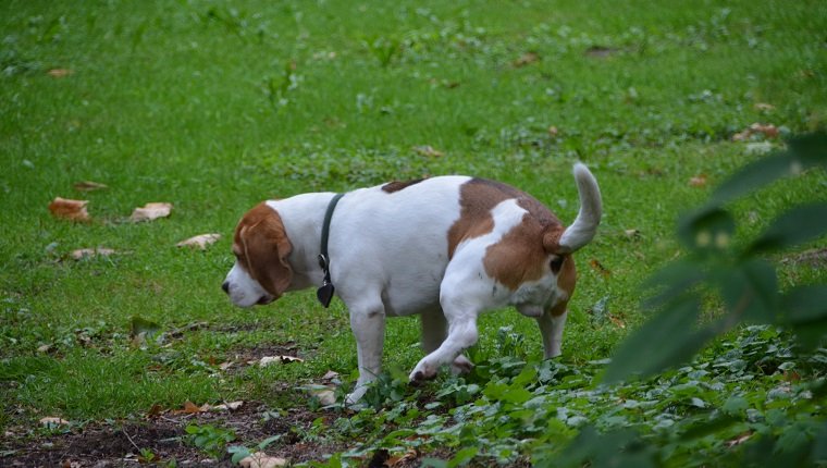 Dog Peeing On Field