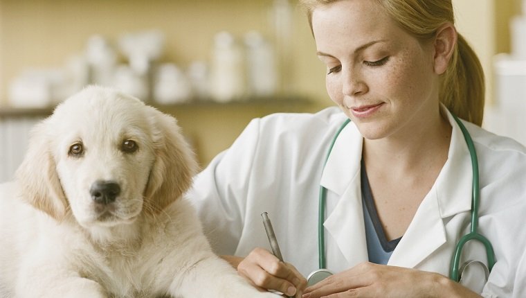 Veterinarian writing prescription for Golden Retriever Puppy, smiling