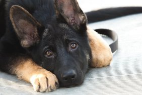 Beautiful German Shepherd puppy dog lying down with a sad and lonely expression on his face. Dog is mostly black, with brown tips on feet and ears. He is looking into the camera with his ears up, showing that he is alert. No people. High resolution color photograph with room for your copy. Horizontal composition.