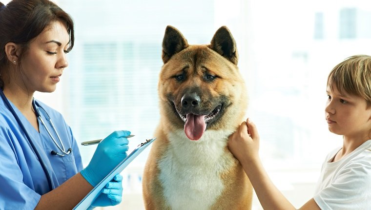 Female nurse writing medicine prescription for dog and explaining to its owner at clinic