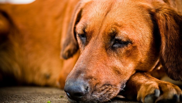 Lazy dog sleeping