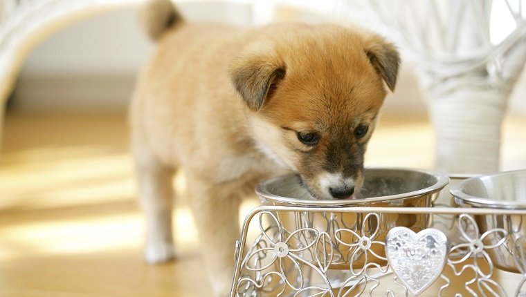 Puppy drinking water