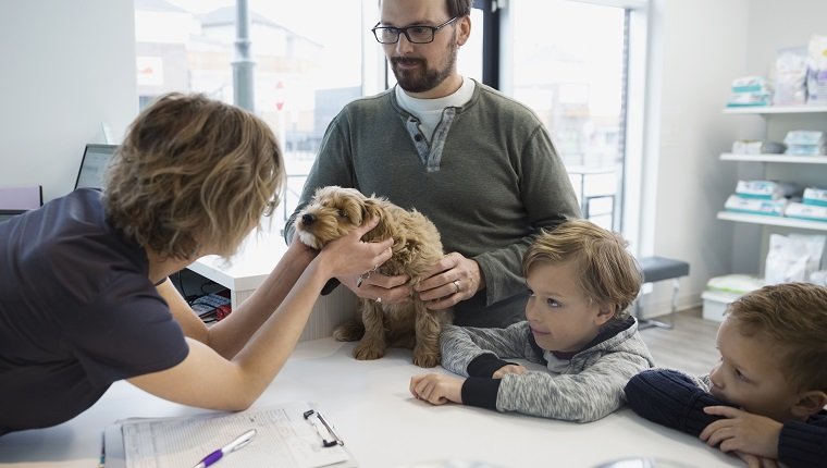 Veterinarian greeting family with dog at reception