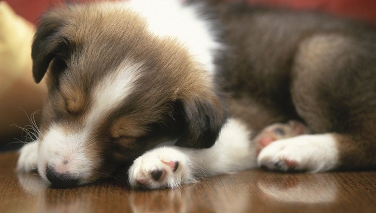 Shetland Sheepdog Puppy Sleeping