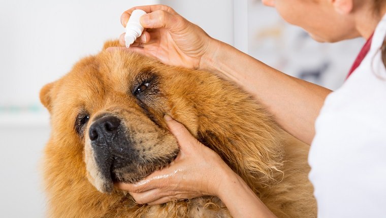 Veterinary placing a few drops of eye drops dog Chow Chow