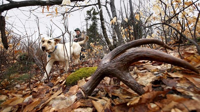 dog looking for antler in the woods