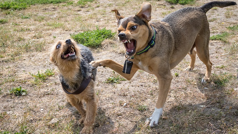 High Angle View Of Dogs Snarling On Field