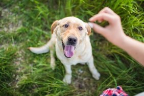 Dog waiting for Biscuit