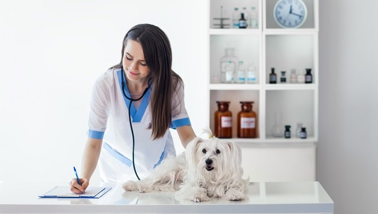 Veterinarian doctor writing prescription after cute white dog exam in clinic