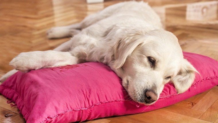 Resting Golden Retriever