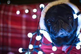 Pug with Christmas lights.