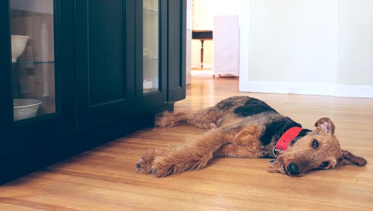 Airedale Terrier dog lying on a kitchen floor looking sad or tired