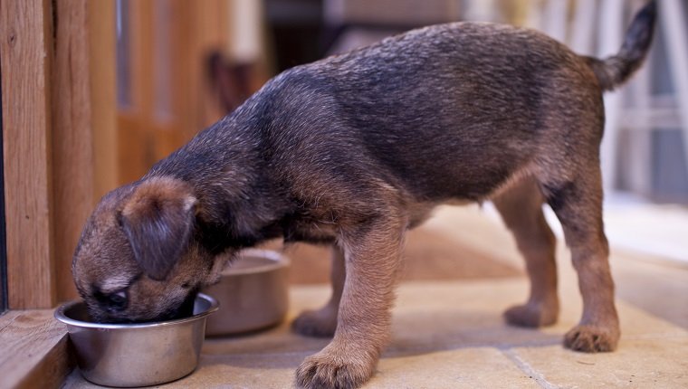 UNITED KINGDOM - NOVEMBER 28: Cute Border terrier puppy 10 weeks old eating from dog bowl (Photo by Tim Graham/Getty Images)