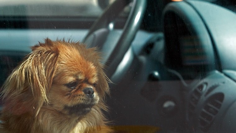 Dog left in the car