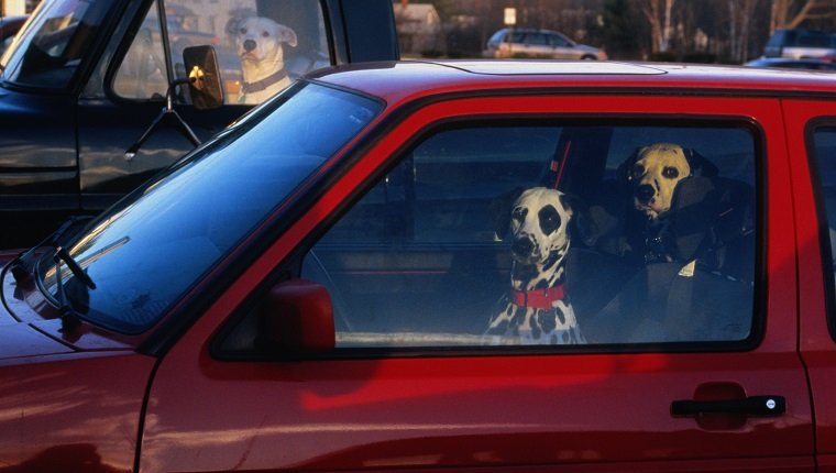 Dogs waiting in cars, looking through windows