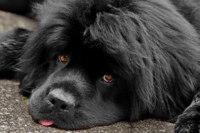 Newfoundland Dog