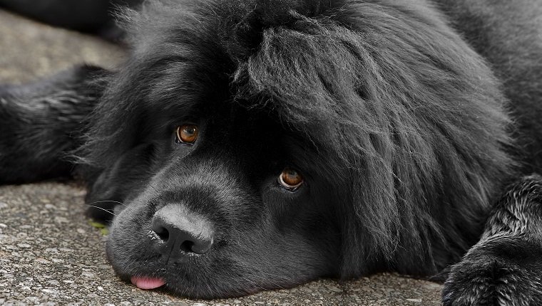 Newfoundland Dog