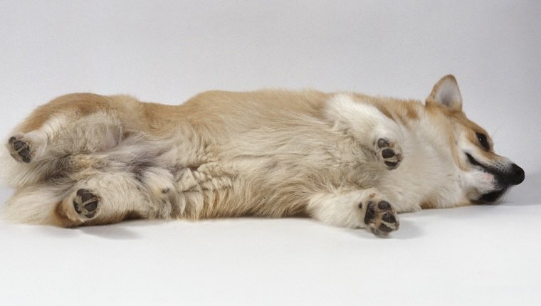 Pembroke Welsh Corgi rolling over on the floor