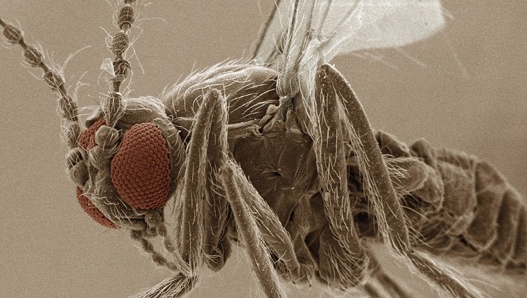 Coloured SEM of eye of sand fly (Ceratopogonidae)