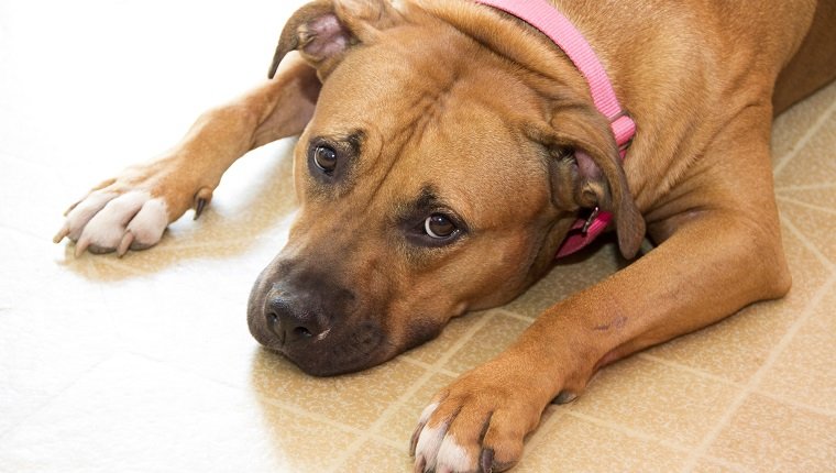 Photograph of a big dog lying on a linoleum floor. She's looking up as if to ask a question.