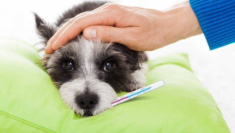 owner petting his dog, while he is sleeping or resting , feeling sick and ill with temperature and fever, eyes closed