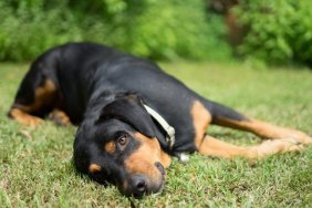 dog rottweiler nature