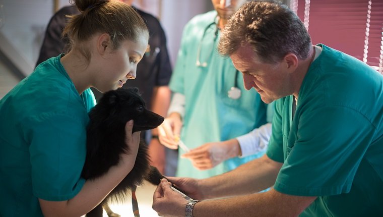 Veterinarian taking blood sample in surgery, other medical person standing in background