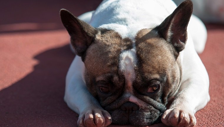 Sad white pug laying