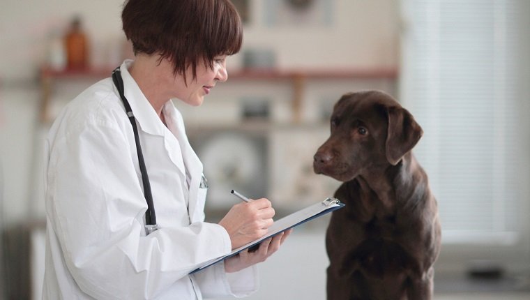 Female veterinarian making notes of examination on clipboard