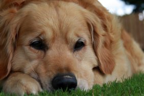 Sad golden retriever lying on the grass.