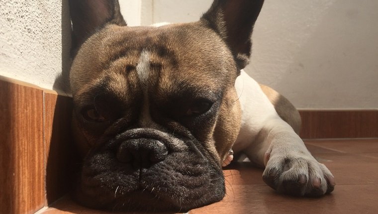 French bouledogue sleeping, bulldog, close-up