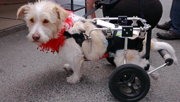 Paralyzed dog walking with a pet walker