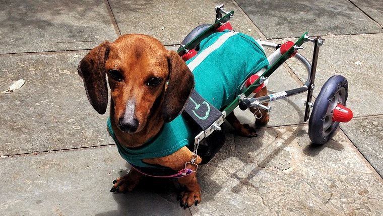 Chocolate learning how to walk again. Taken at Rio de Janeiro, Brasil