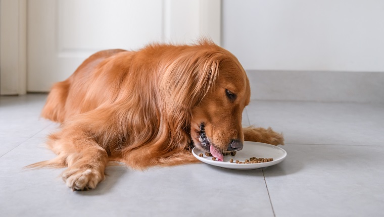 The golden retriever is eating dog food.